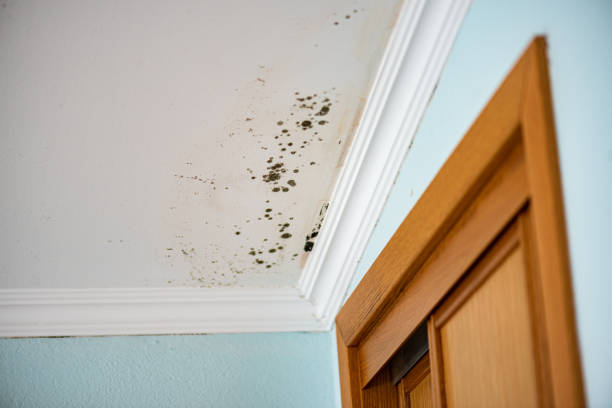 Best Attic Mold Removal  in Shelbyville, KY