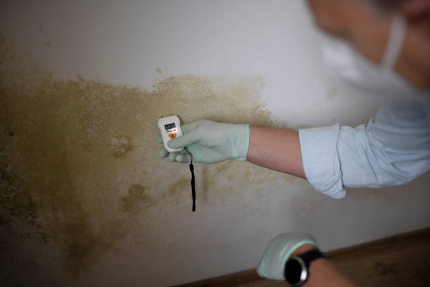Best Toxic Mold Removal  in Shelbyville, KY