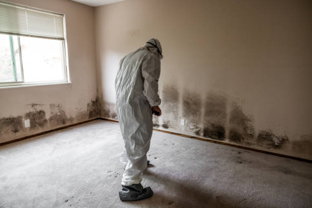 Mold Testing and Removal in Shelbyville, KY