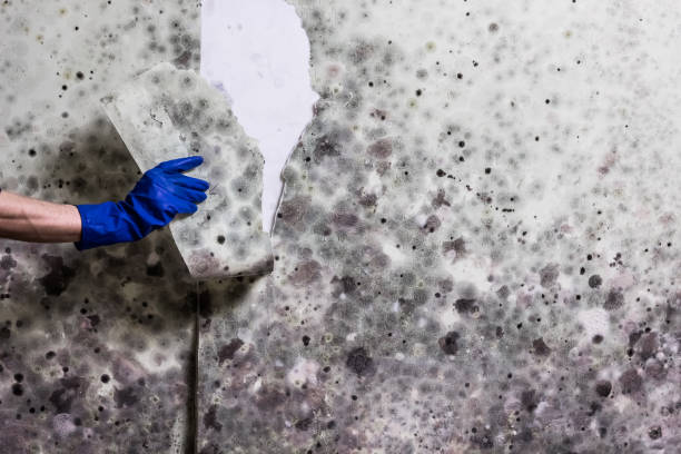 Best Mold Removal and Inspection  in Shelbyville, KY